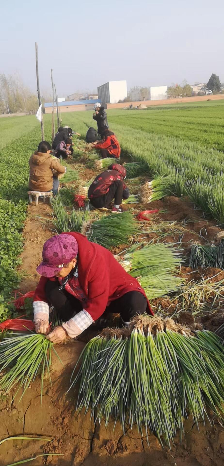 已购蔬菜近40万斤！河南银保监局号召金融机构“以购代扶”助菜农