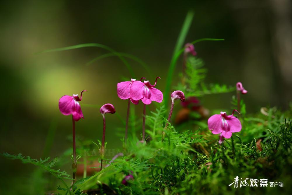 高原上的各种花真是太美了 (高原上的各种美丽花)