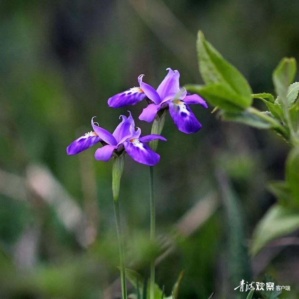 高原上的各种花真是太美了 (高原上的各种美丽花)