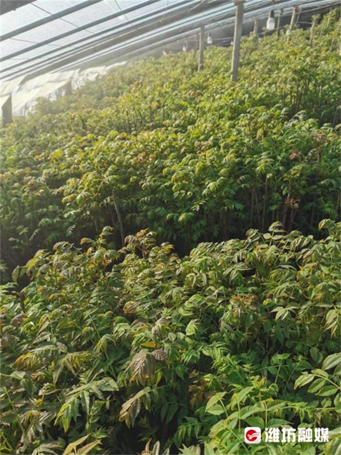 梅花山下“香椿红”