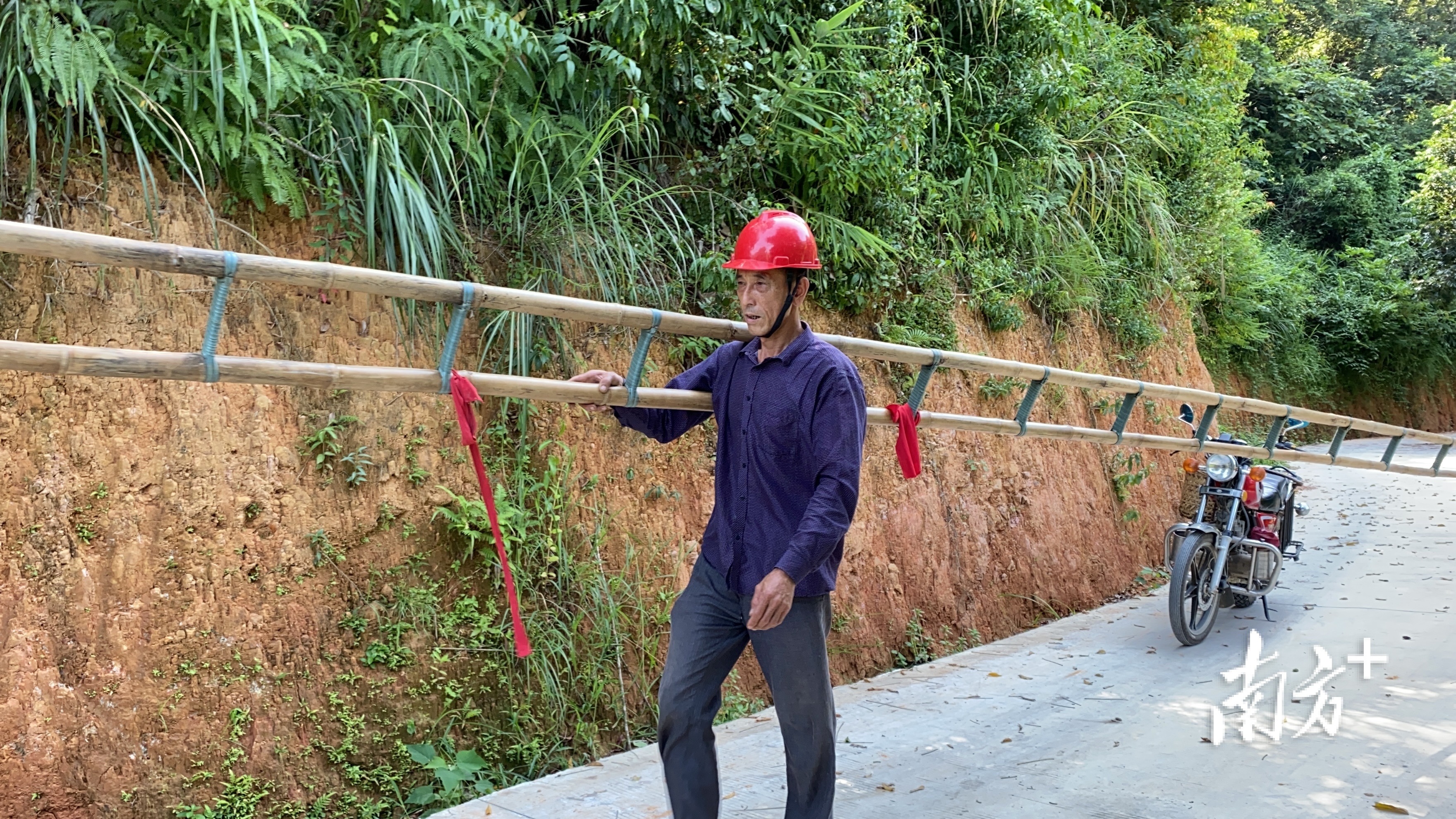 橄榄树怎么采摘橄榄,橄榄树太高了怎么摘橄榄