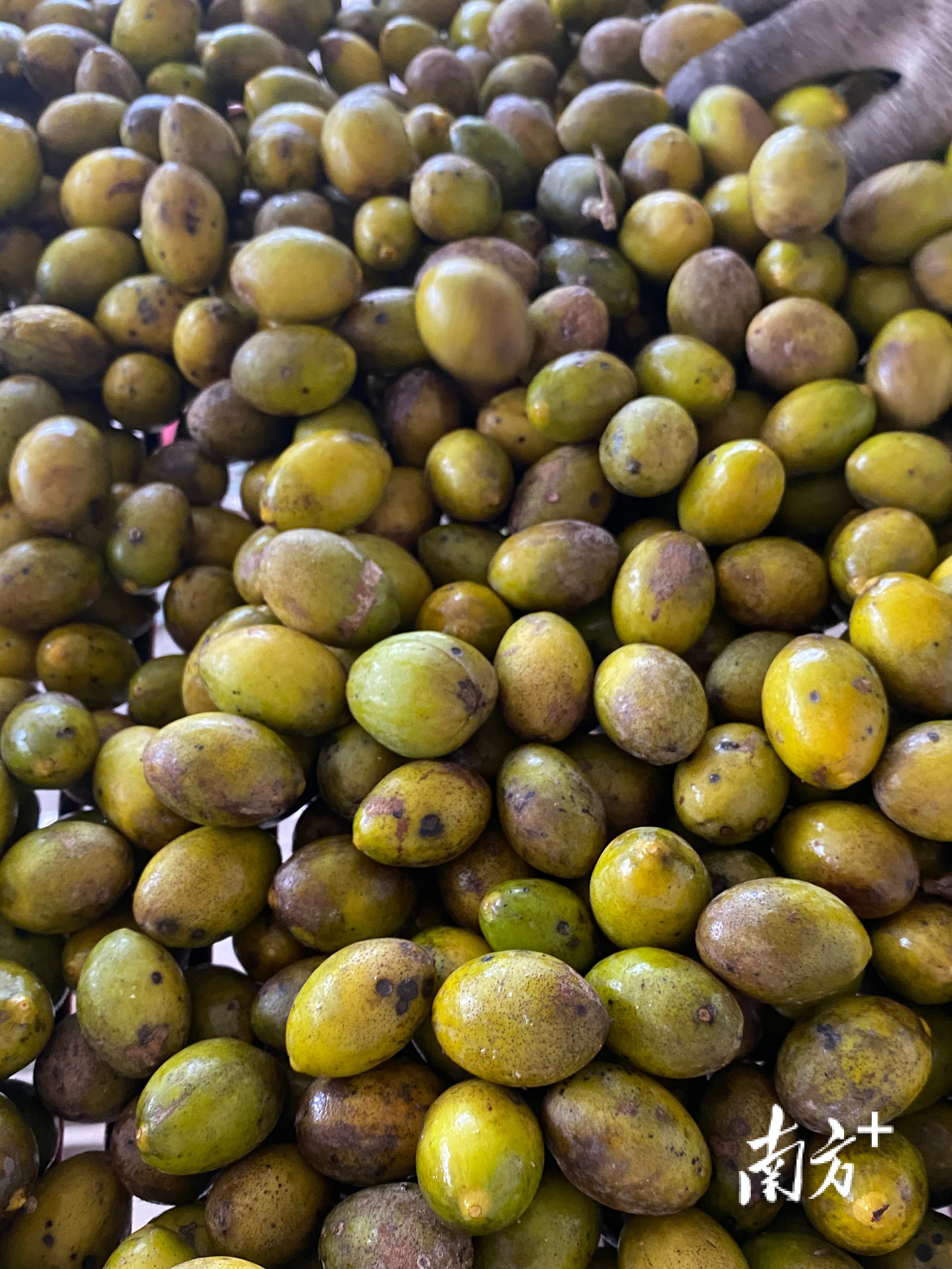 市面上好吃的橄榄有几个品种,橄榄的种类和区别