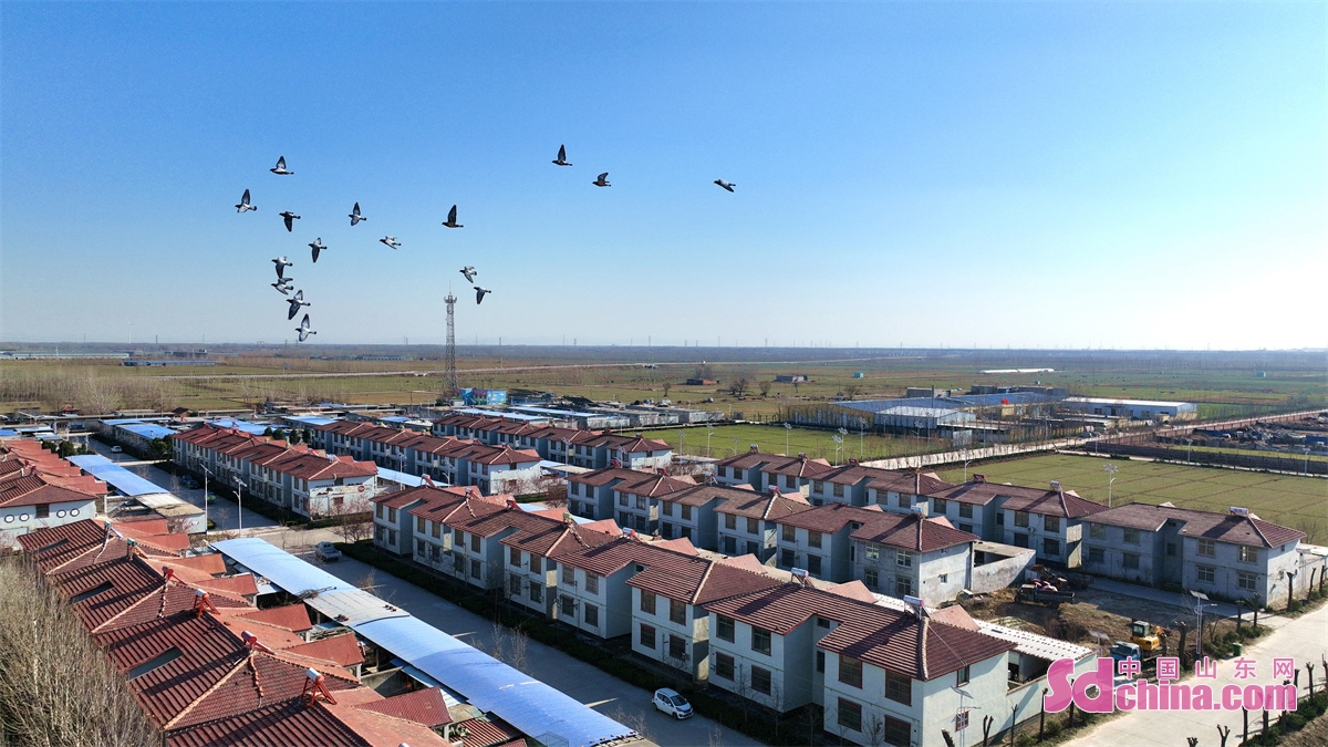 山东聊城乡村风景,聊城美丽乡村绿化石材