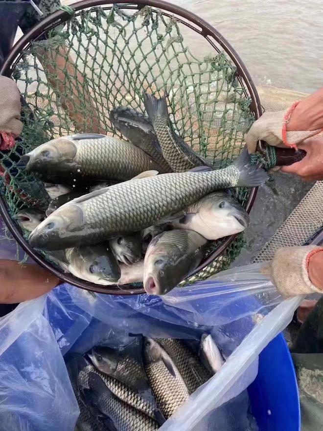 好消息！多个水产品迎来春天？对虾大涨2元/斤，鳜鱼、黄颡鱼、罗非鱼……