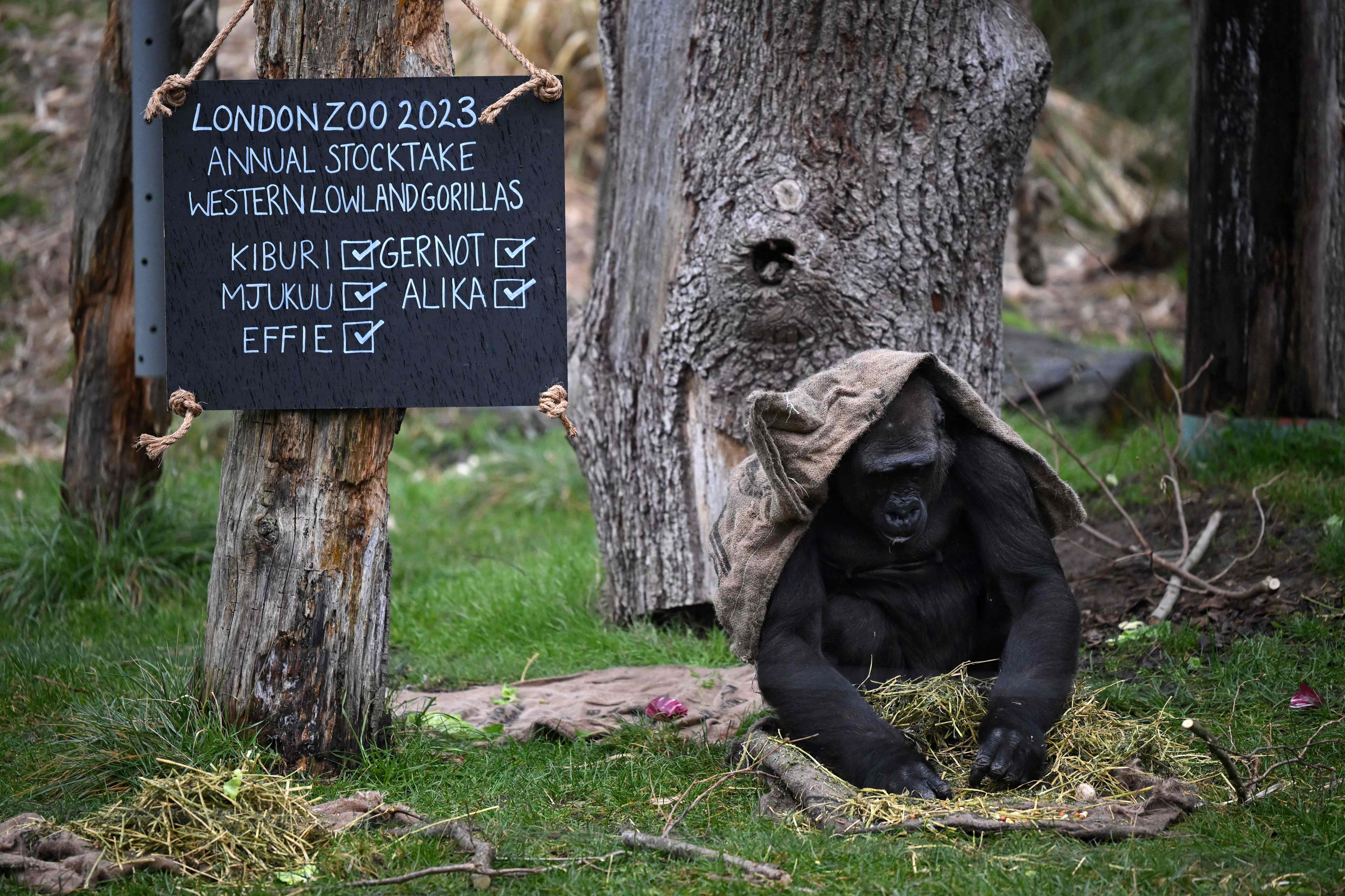 伦敦动物园动物大盘点,欧洲伦敦动物园
