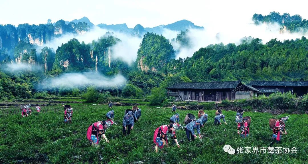 张家界莓茶产品简介范文,张家界莓茶地理标志产品怎么加入