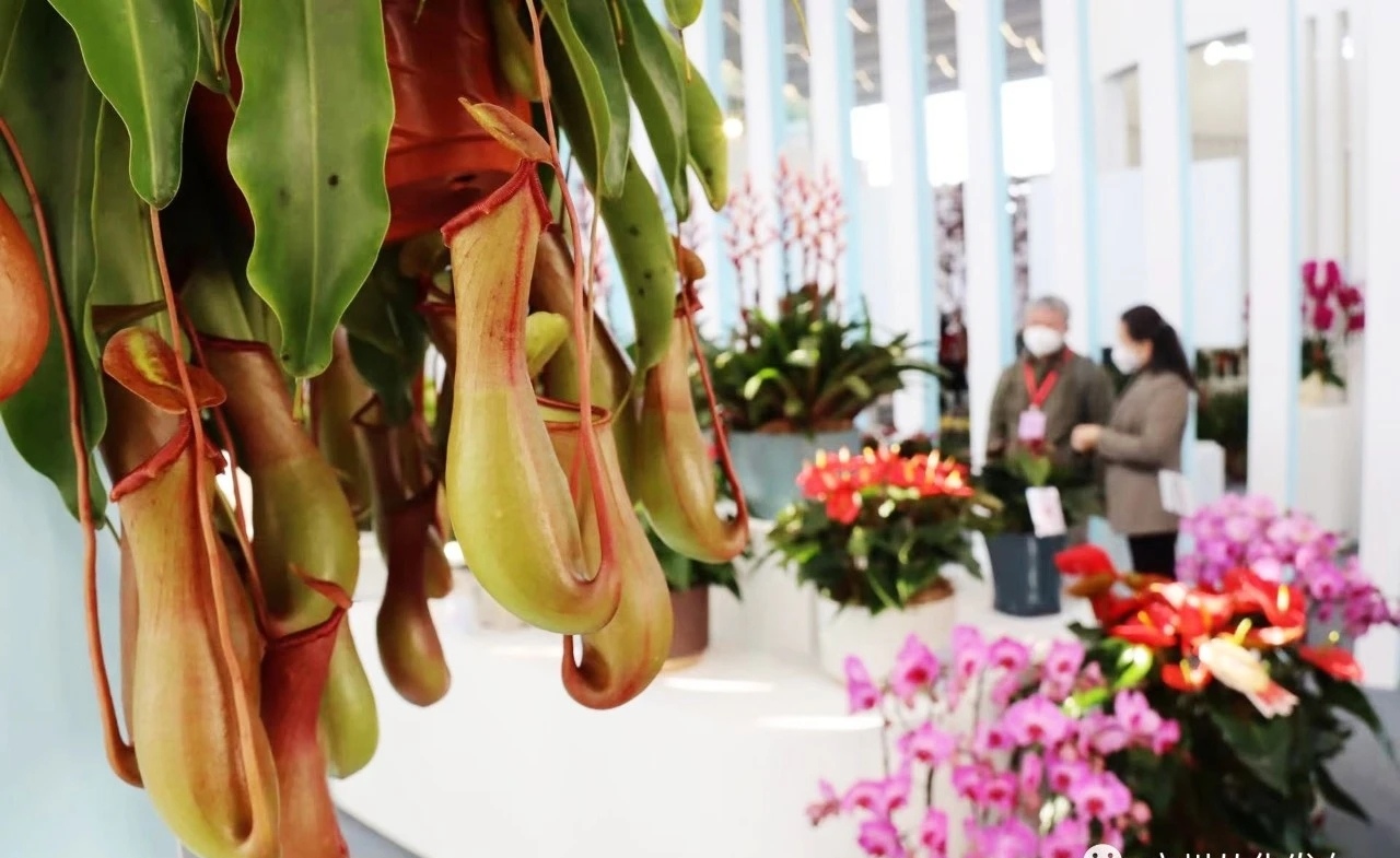 广州历年最热闹的花市,广州三年后的花市