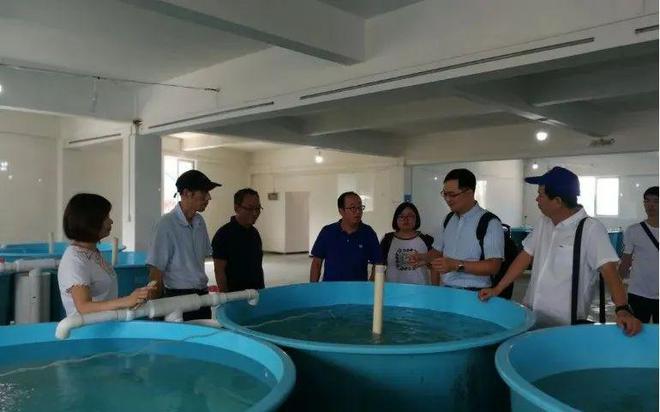 大黄鱼“白点病”有救了！这个团队六年选育出“最优秀”的抗病大黄鱼，慕名而来的养户把苗场门槛踏破了