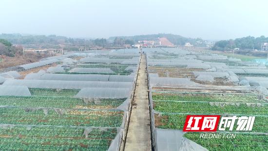 返乡创业新农人逐梦乡村田野,返乡创业三农新农人