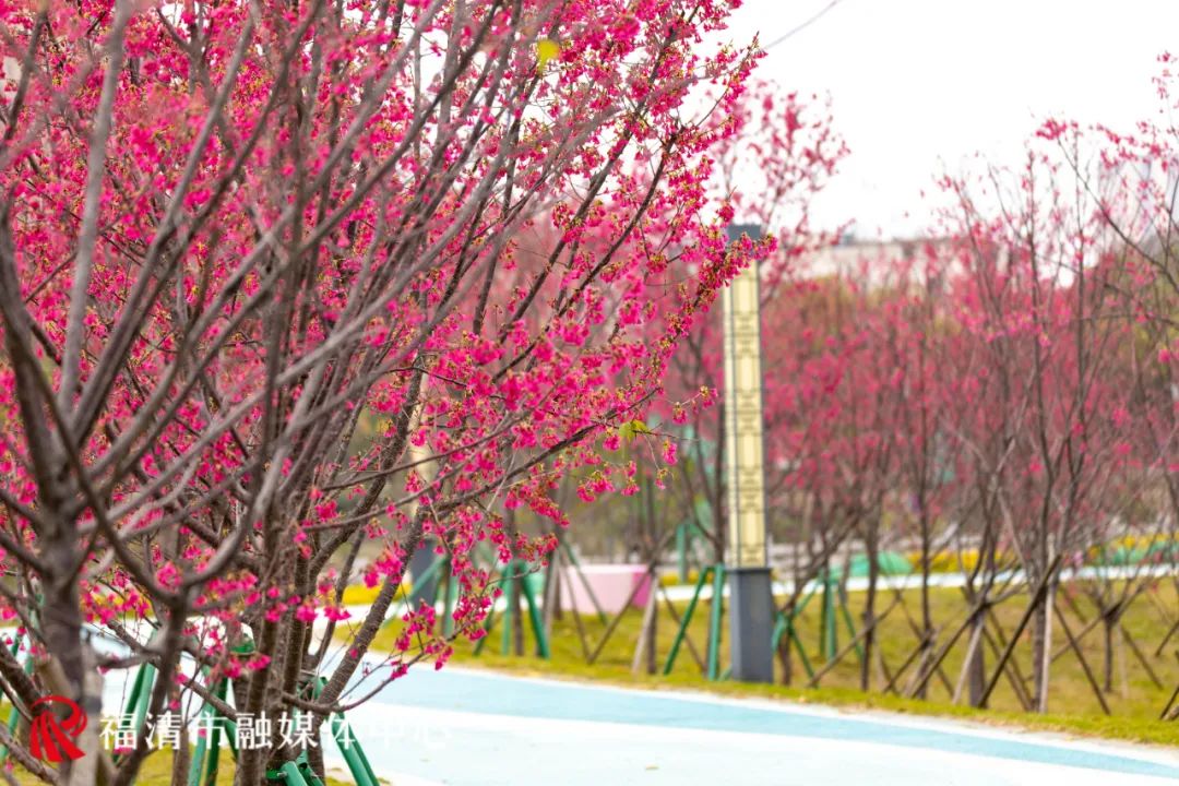 福清看樱花的地方,福清樱花圣地