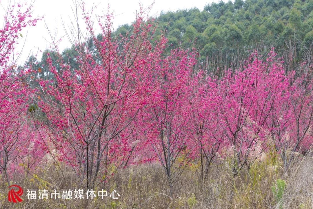 福清看樱花的地方,福清樱花圣地