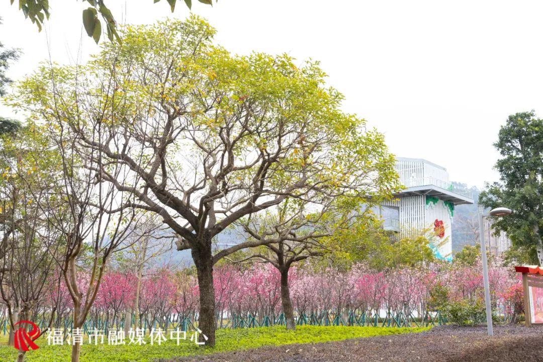 福清赏樱花,福清粉色樱花