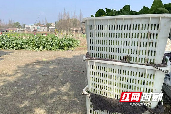 三台县青菜丰收助力农民增收,南县芥菜丰收