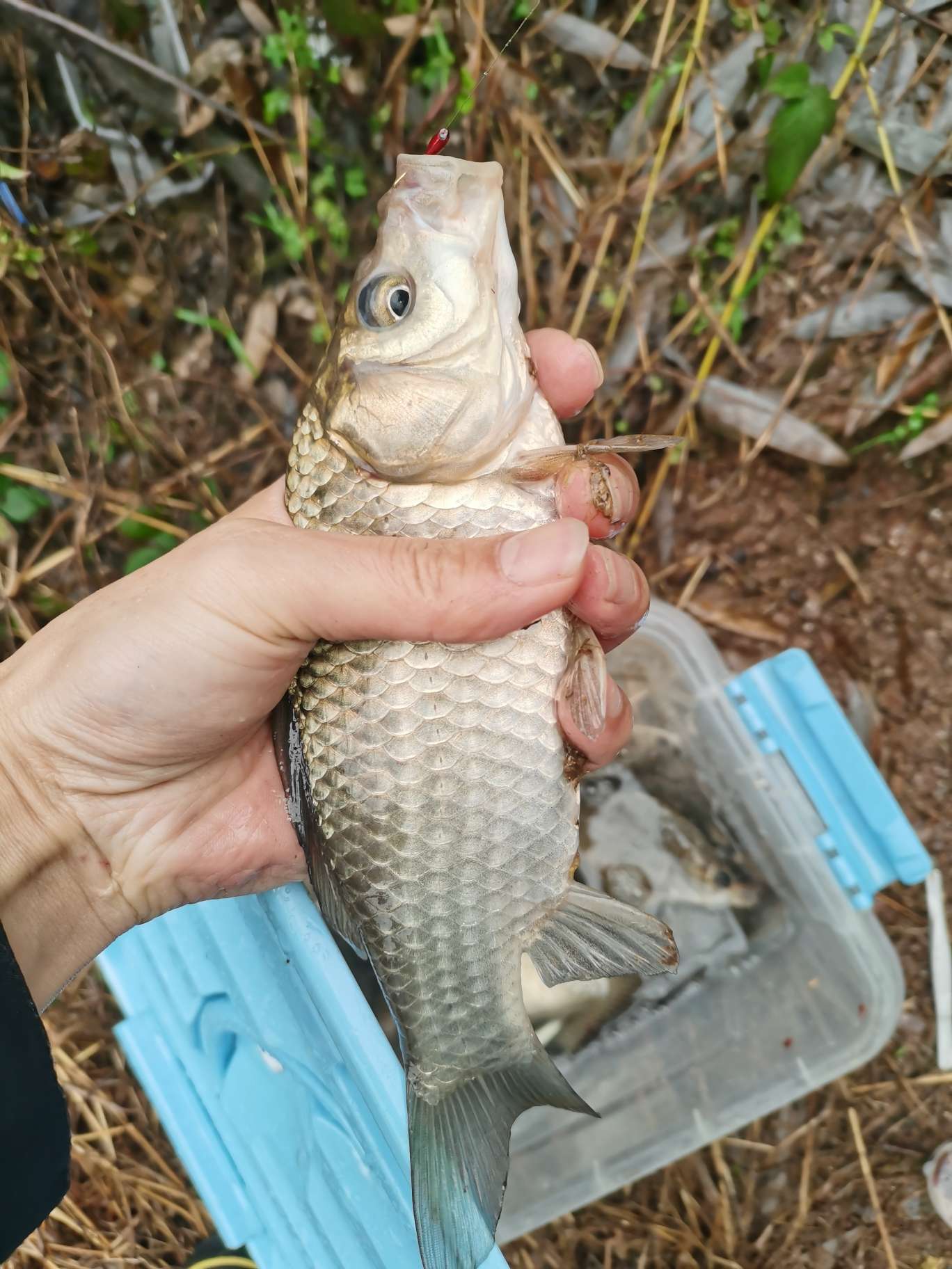 初春传统钓思路需得当不走空军路,初春传统钓鲫鱼