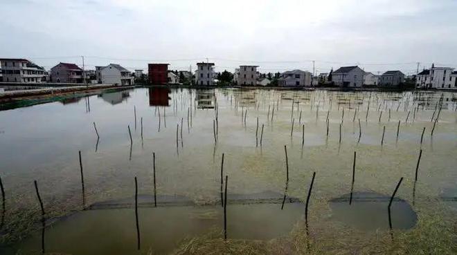 蟹苗怎么选成活率高,蟹苗养殖技术与方法