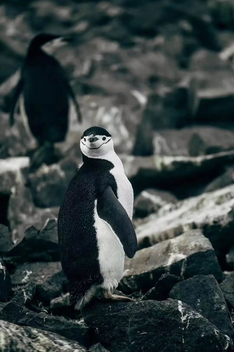 谁花了20万去南极找罪受？？