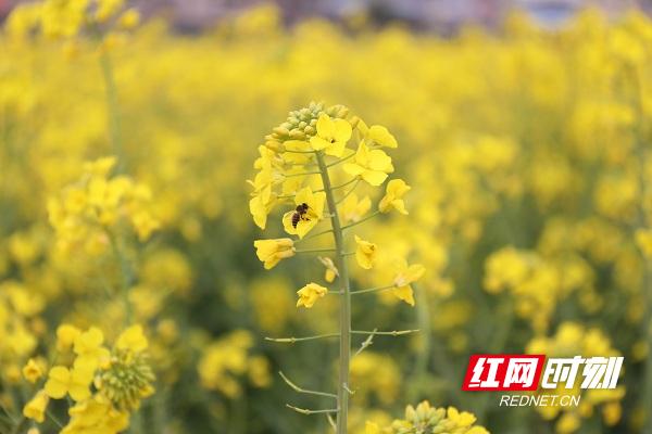湖南新田油菜花,永州新田油菜花开壮观如雪景组图