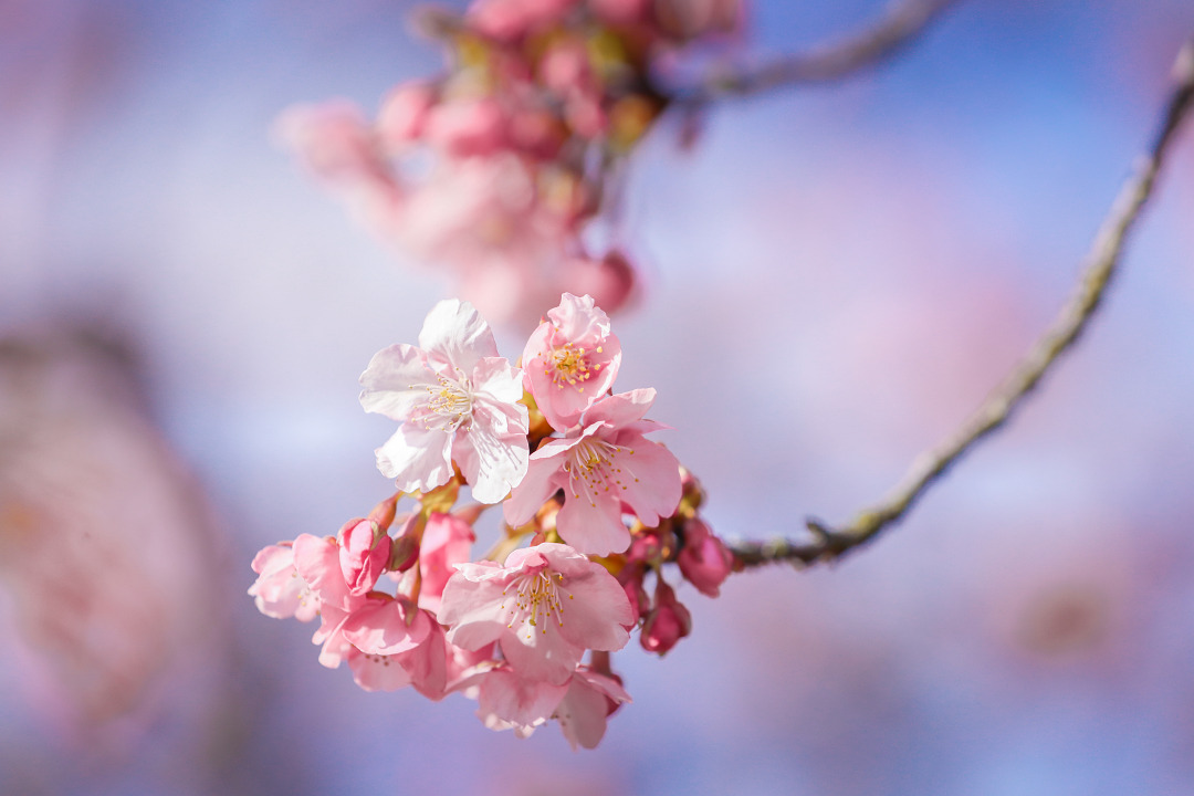 春季赏樱指南,赏樱技巧