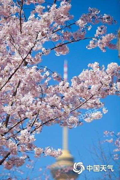 2021樱花全国赏樱地图,全国赏樱地图出炉樱花全面绽放