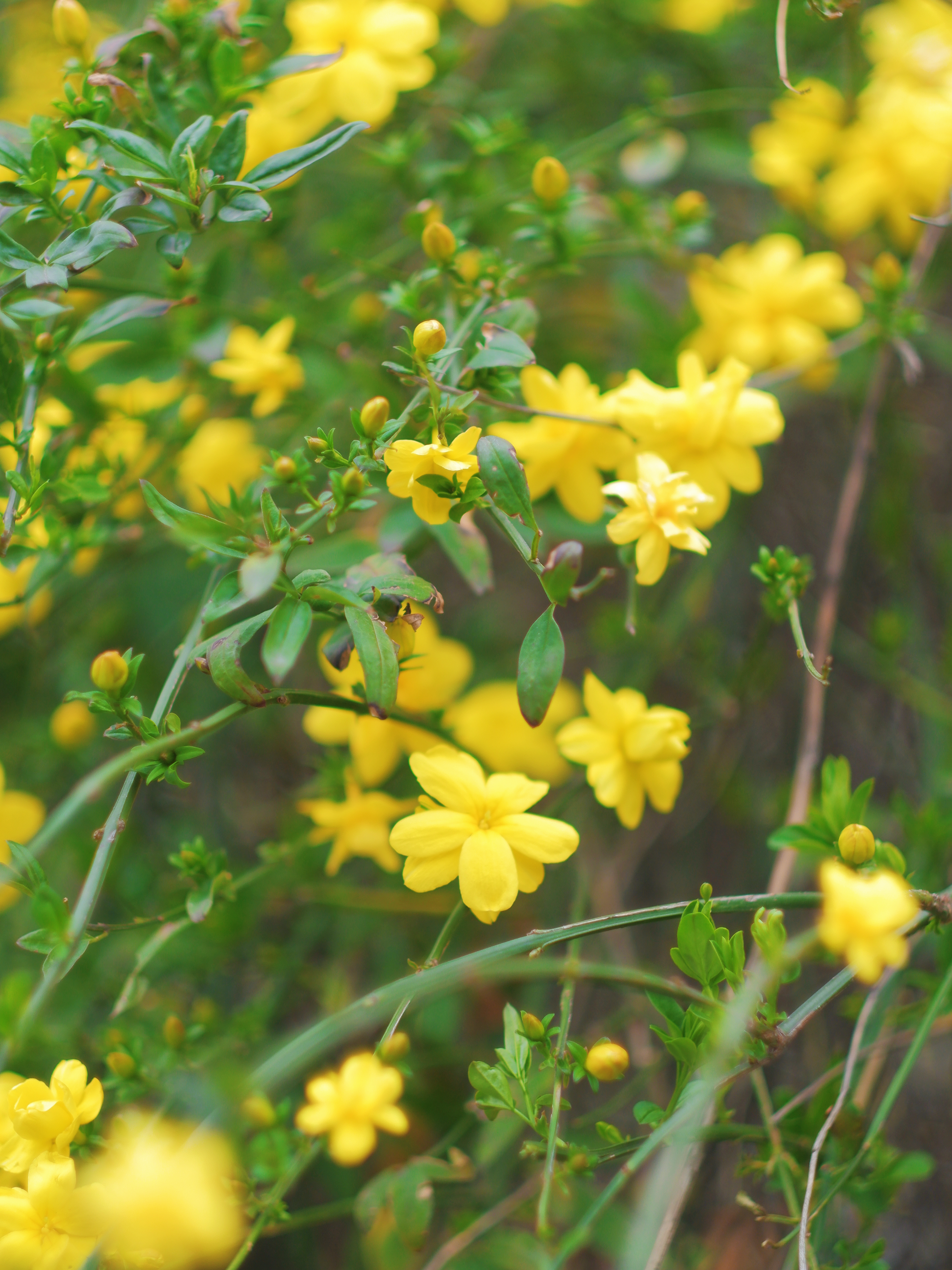 3月赏花全攻略,上班路上赏花走花路