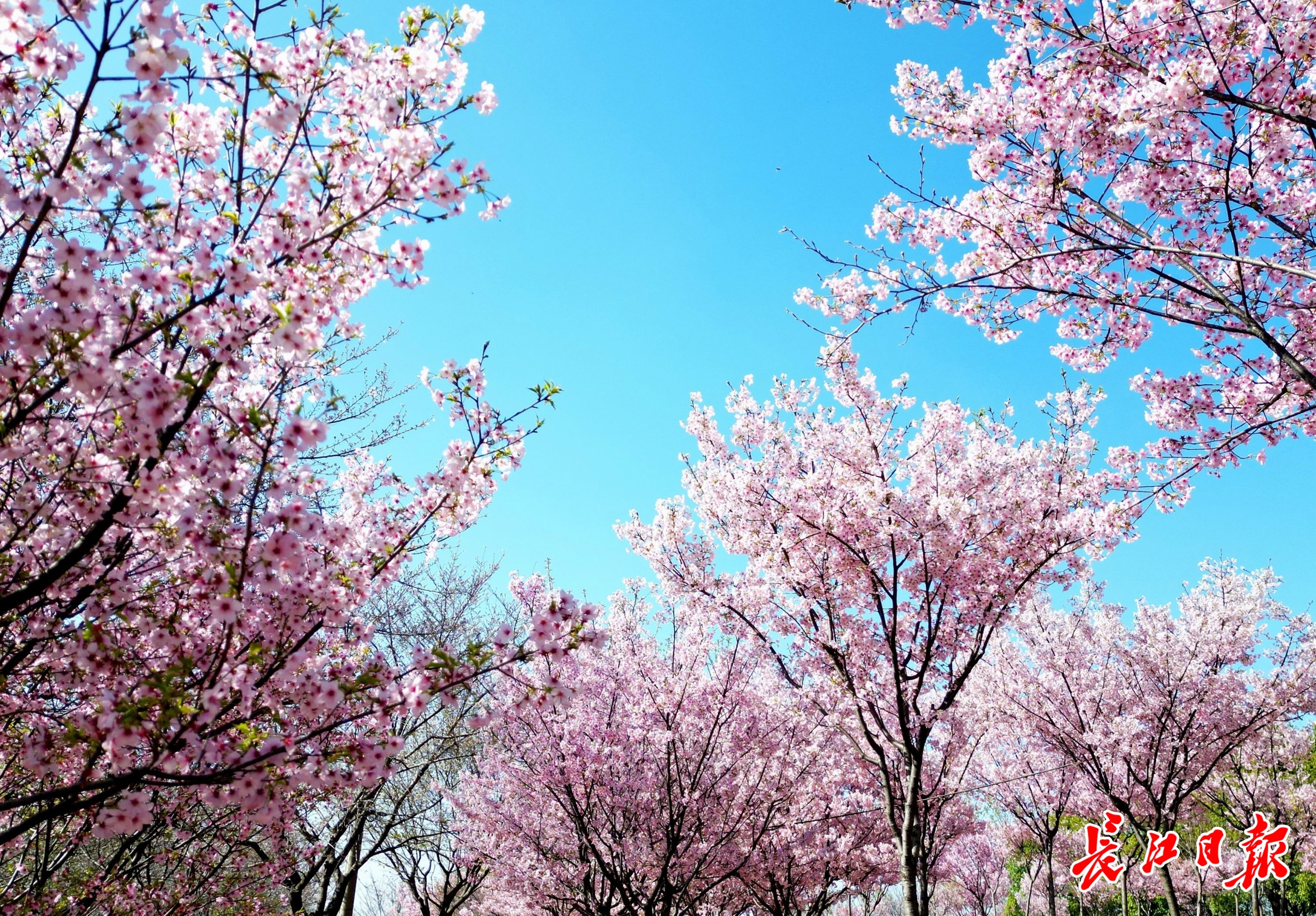 少女心粉色系美图,春季美图高清粉色系