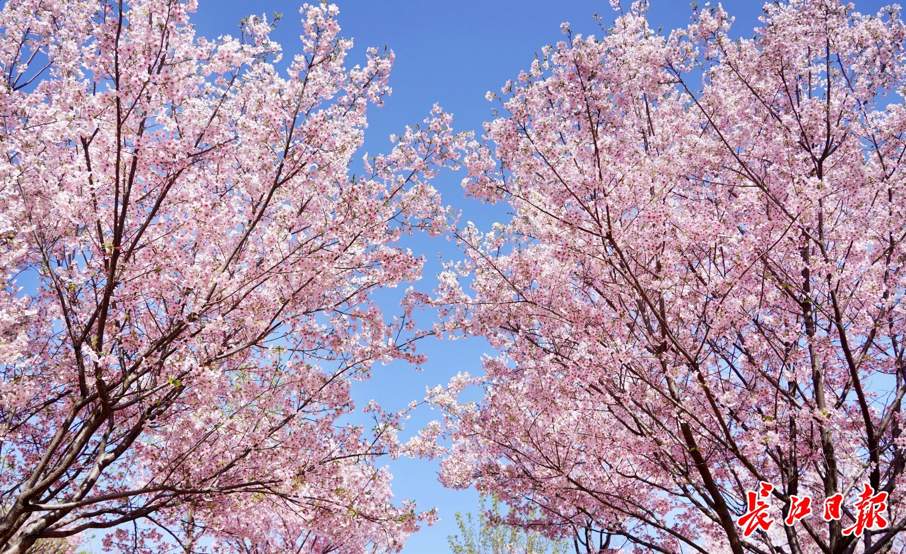 少女心粉色系美图,春季美图高清粉色系