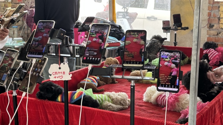 宠物线上代购主播背后的圈套：谁演得好谁就赚得多