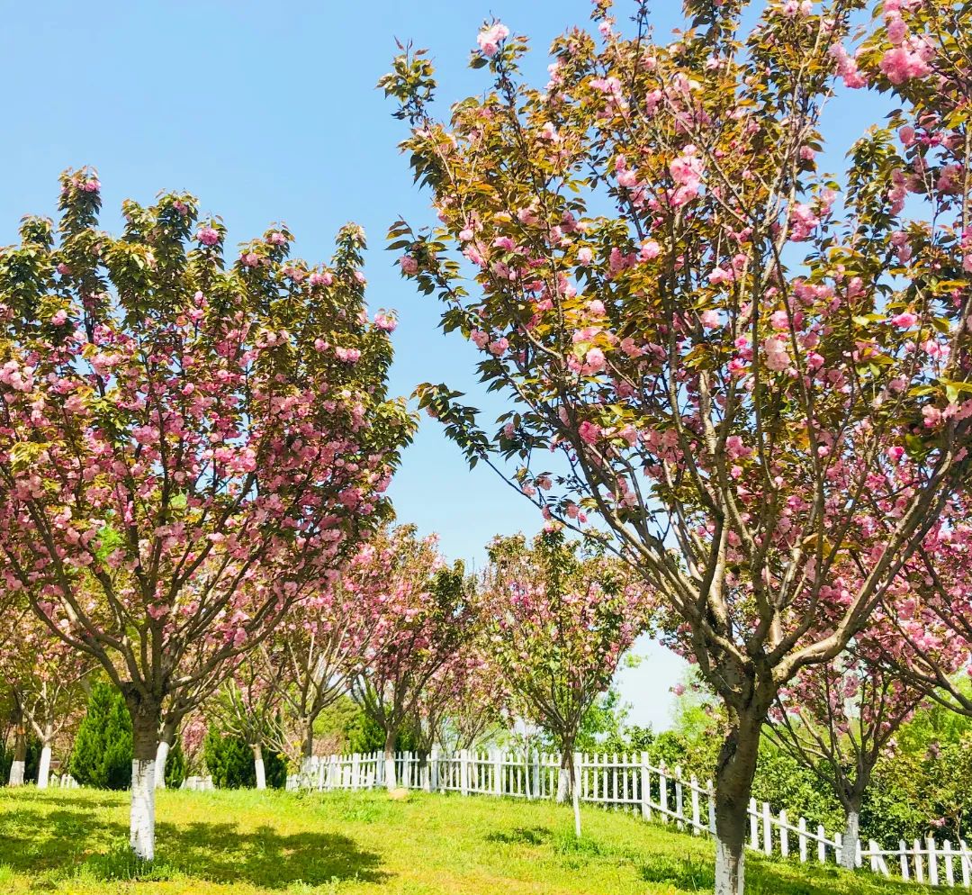荆州赏樱,中国十大赏樱胜地最值得去的