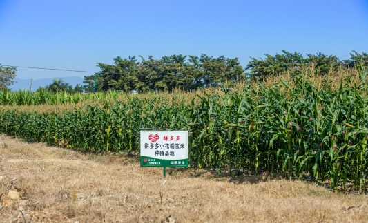 云南省西双版纳熊杰:小玉米做成大产业,傣族村寨借力电商走上致富路