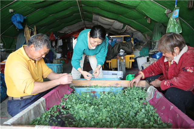 田头菜直送，90后听障女生走出一条电商新路