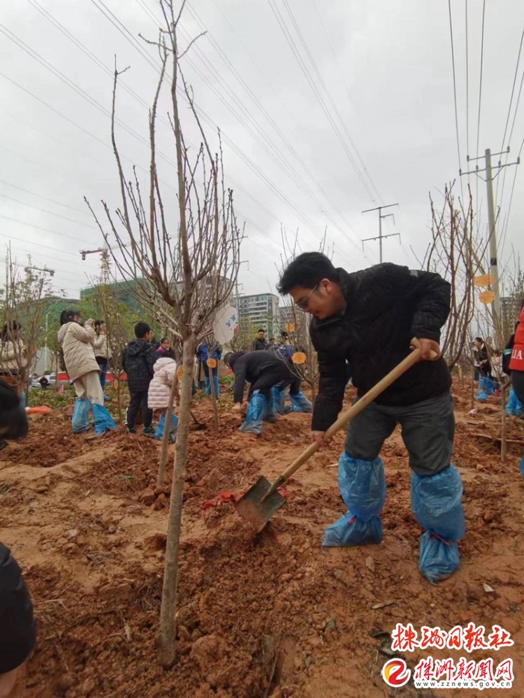 株洲城区义务植树地点公布,义务植树活动为美丽家园添绿