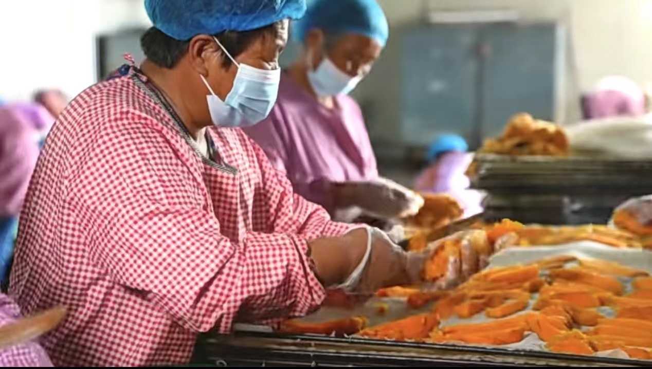 五莲县潮河镇后魏家村地瓜干,潮河镇后魏家村的“香甜事业”