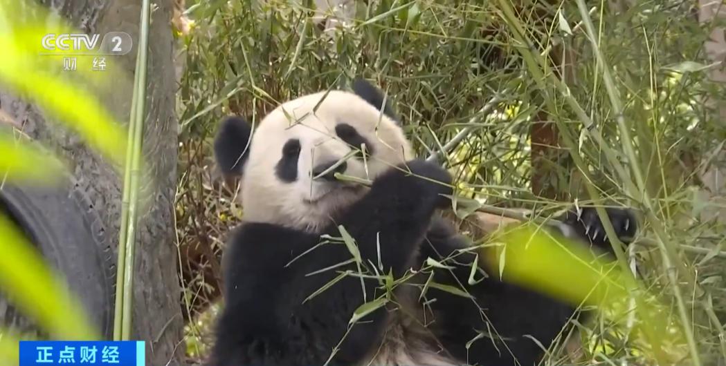江苏溧阳景区招聘大熊猫饲养员，数百人投递简历