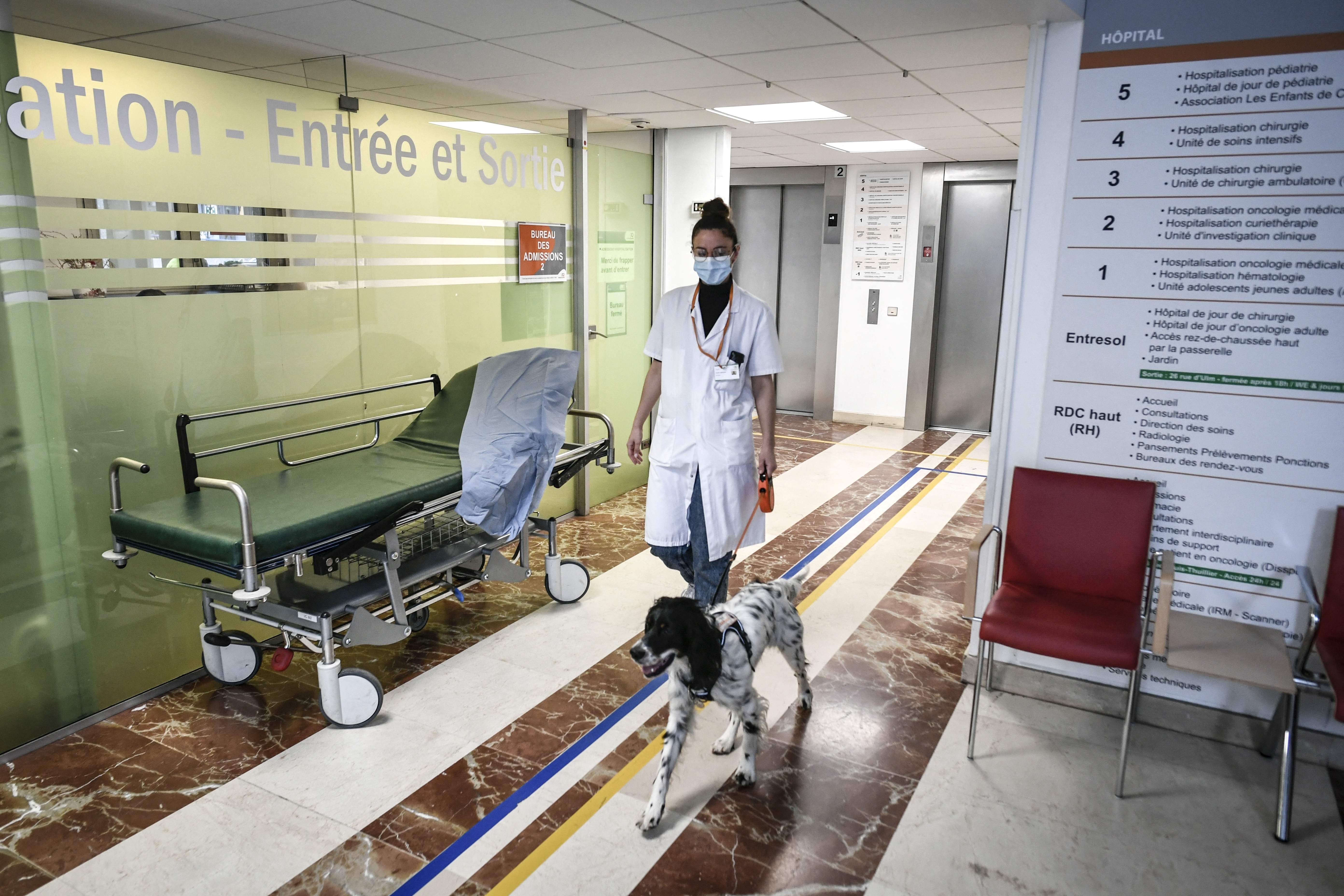 （外代一线）巴黎：帮助癌症患者的狗狗“医生”