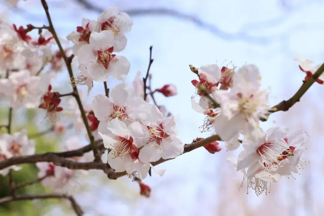 春日赏花先识花，识花先看这一篇~