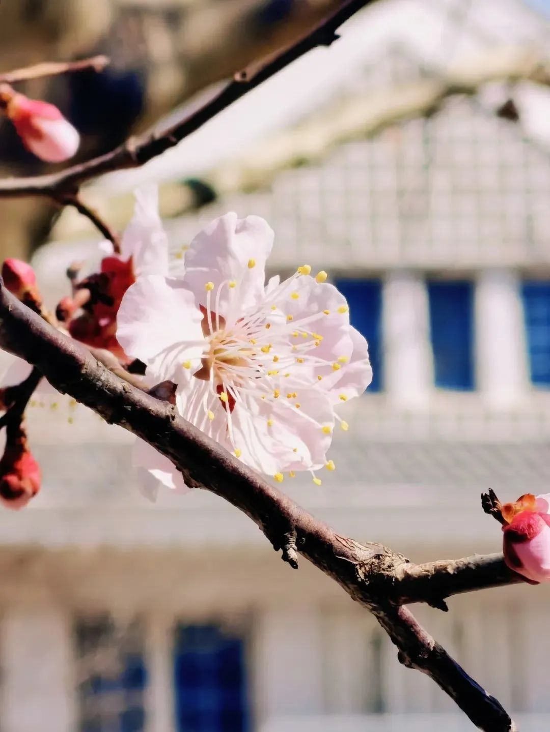 春日赏花先识花，识花先看这一篇~