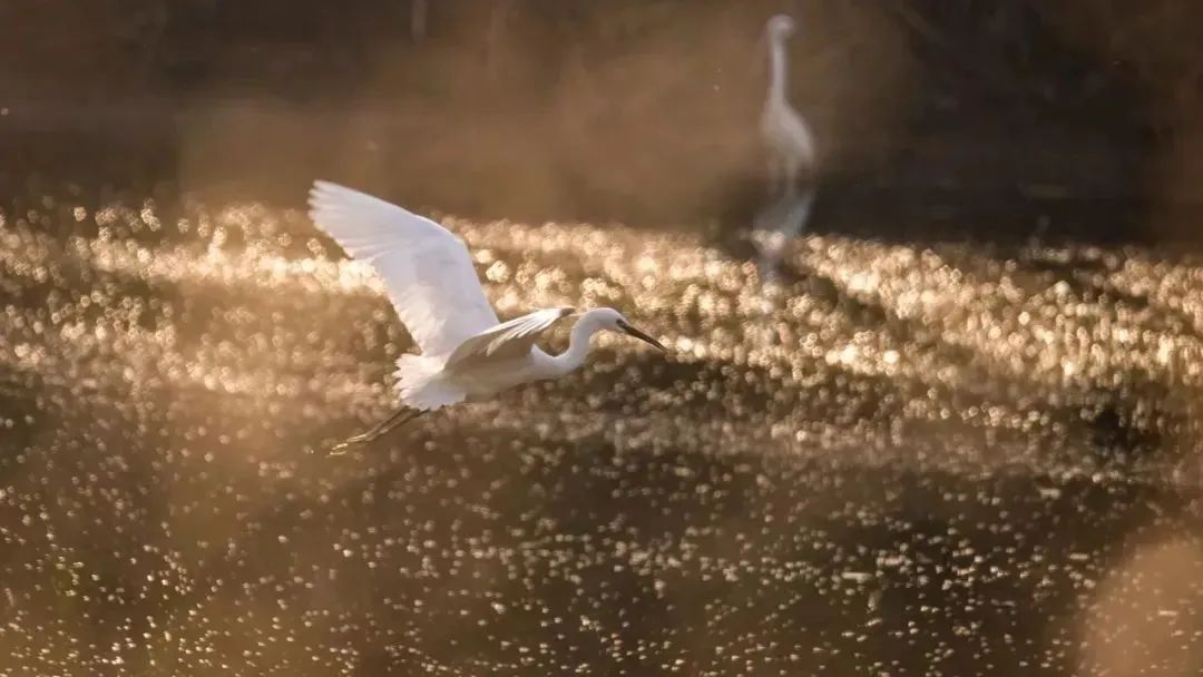大雁图片真实照片,大雁的真实图片大全