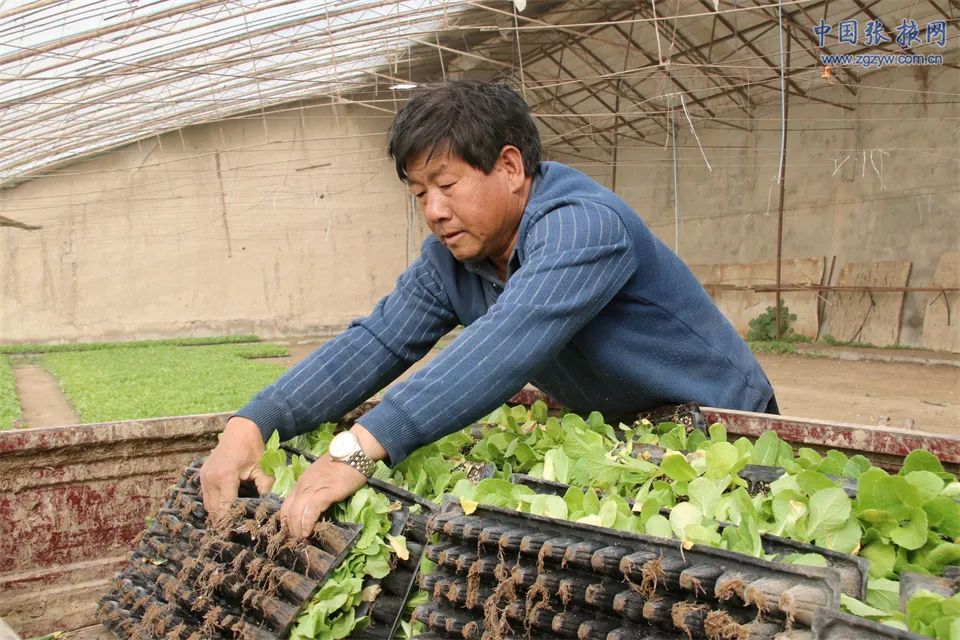 发展生态农业与乡村振兴,民乐新模式推动农业高质高效发展