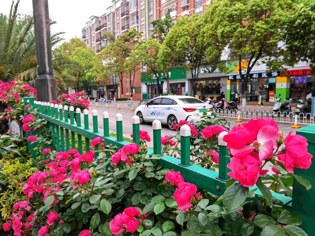 有一种叫云南的生活|云南的“宝藏绿化带”里可不只有迷迭香!