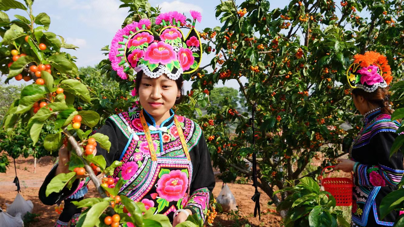 永仁樱桃采摘园,永仁樱桃采摘