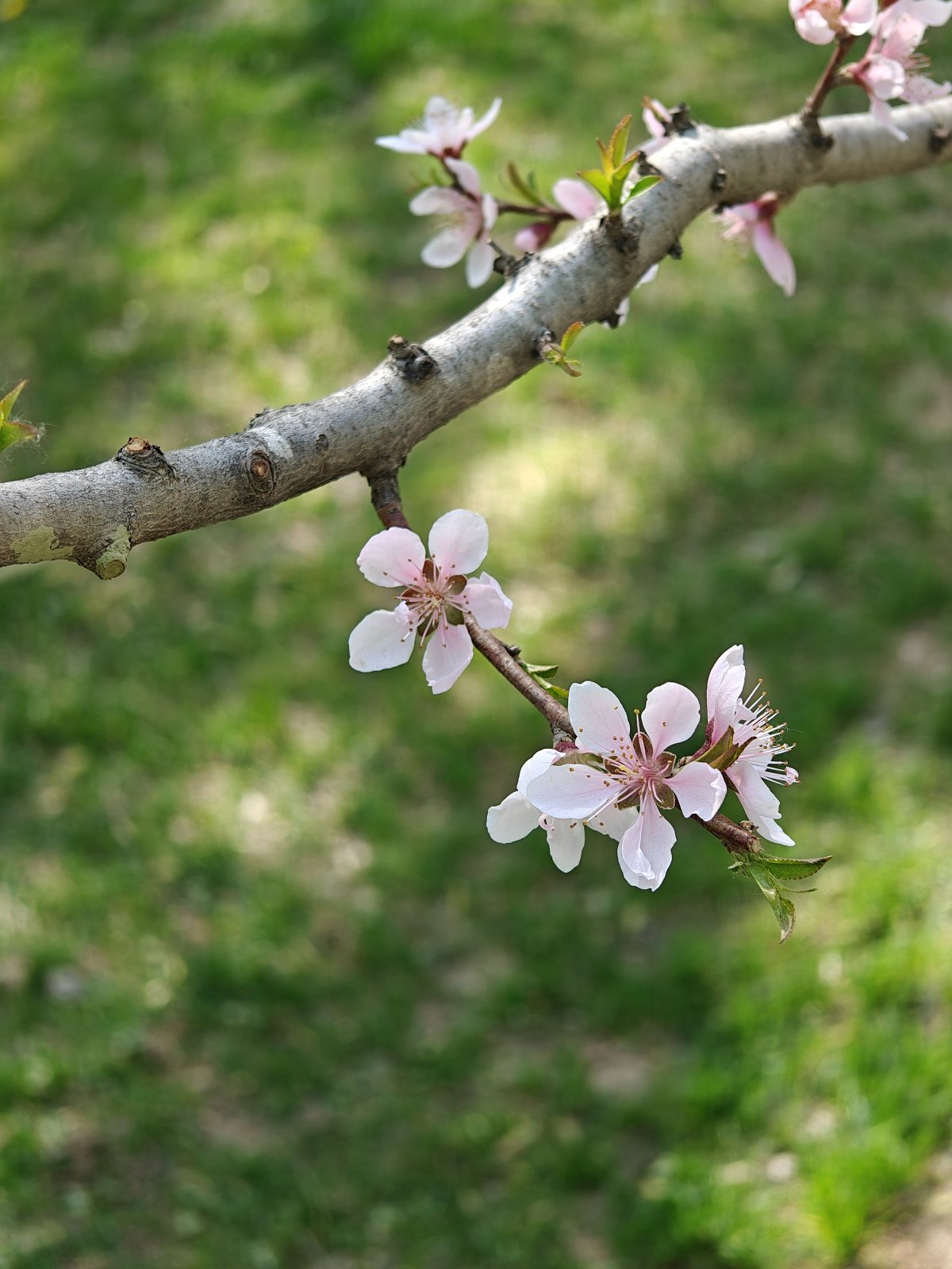 oppofindx6pro,oppofindx6pro和findx6区别