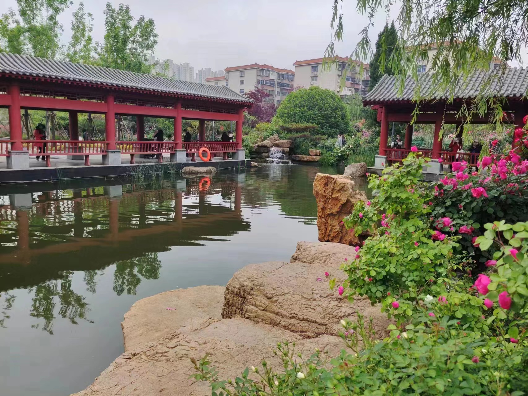 带你赏最美的月季公园,漫步京城邂逅初夏的月季花海