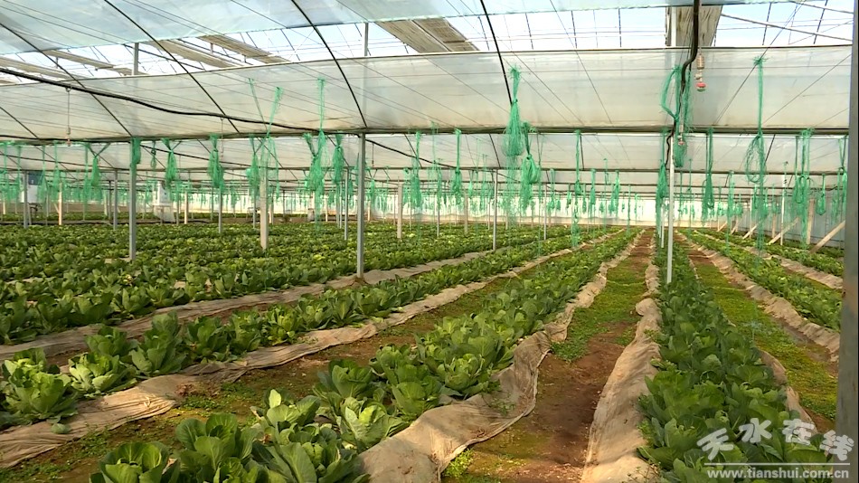 天水秦州区农业产业,秦州区现代农业发展