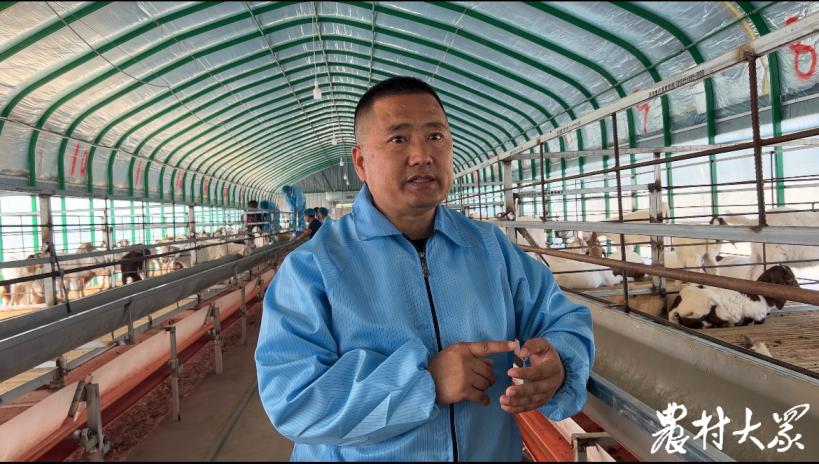 高档羊肉养殖技术,羊肉便宜是怎么养殖