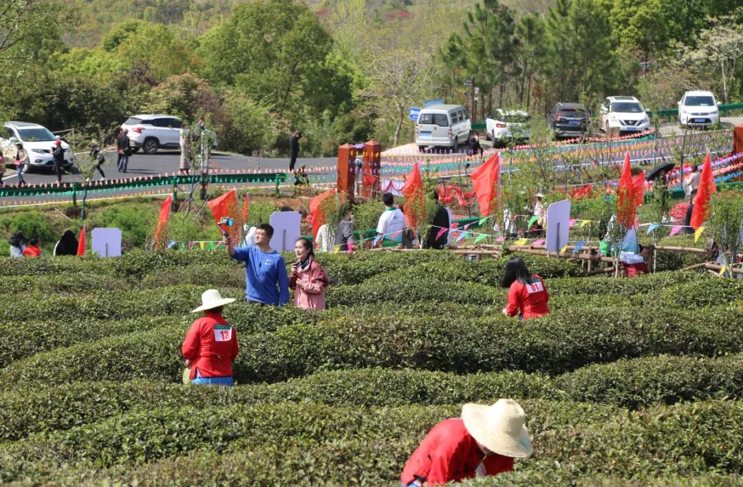柏塘万亩茶园网红打卡地,孝昌县最好的茶园