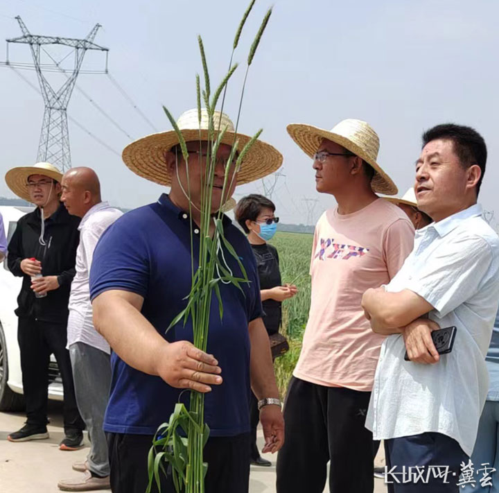 冀饲6号小黑麦品种介绍,冀饲一号小黑麦