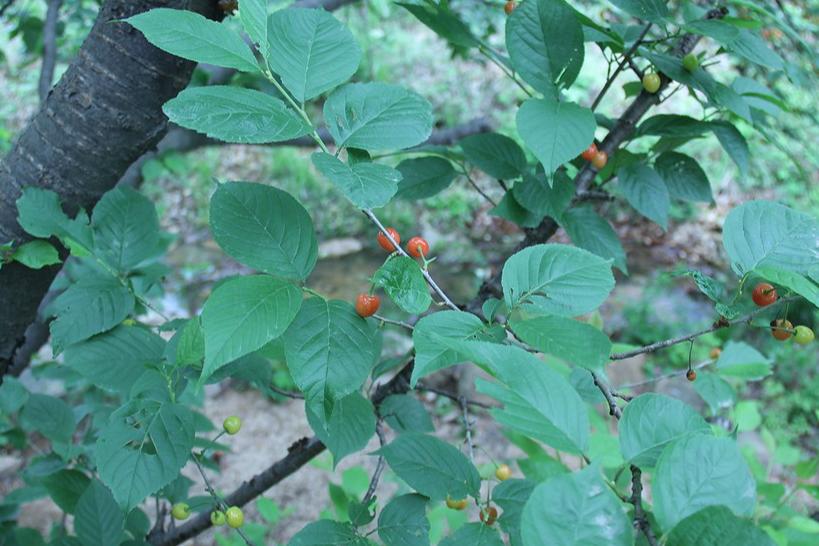 山海经皓月照金山,山海经焕彩光华版