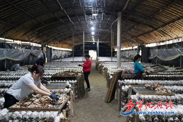 福建武平小菌菇撑起致富伞,宁化野茶树菇