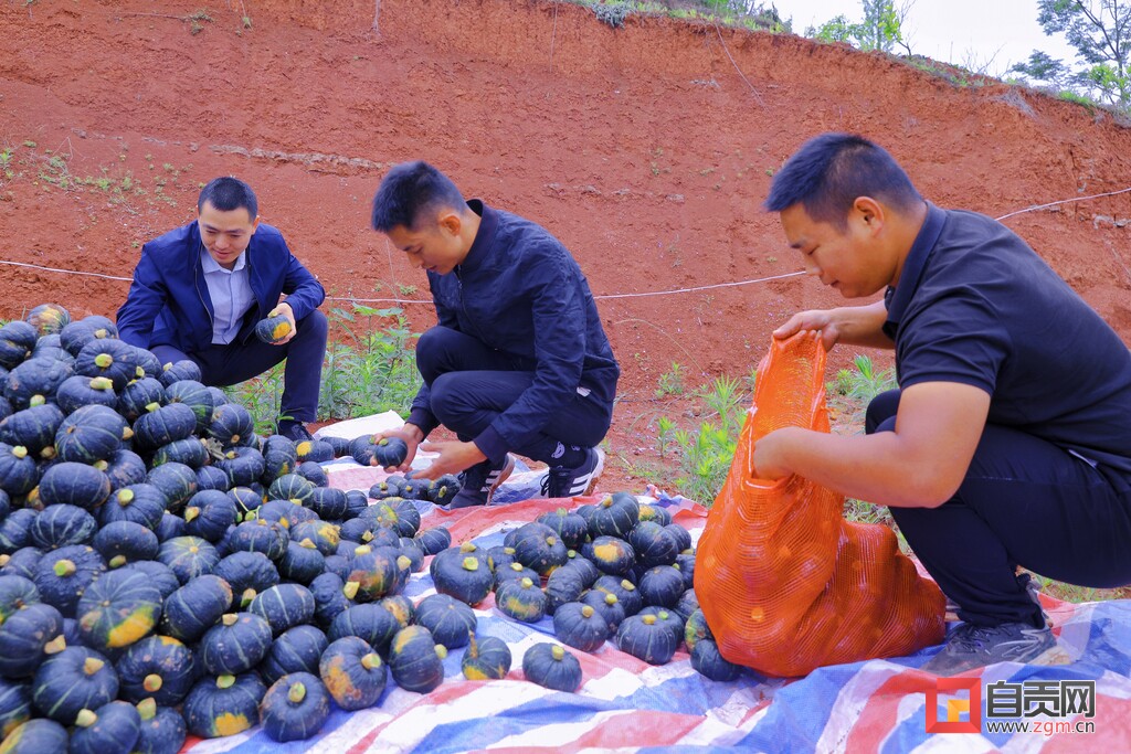 贝贝南瓜扶贫户,贝贝南瓜惠民农场