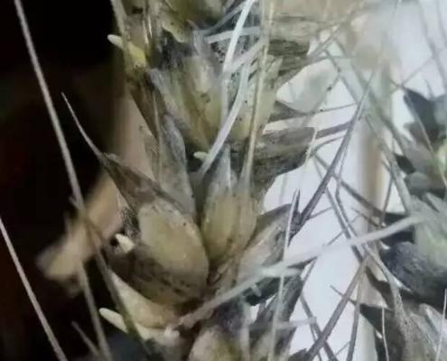 小麦干旱少雨怎么办,小麦田间雨水多变黄怎么办